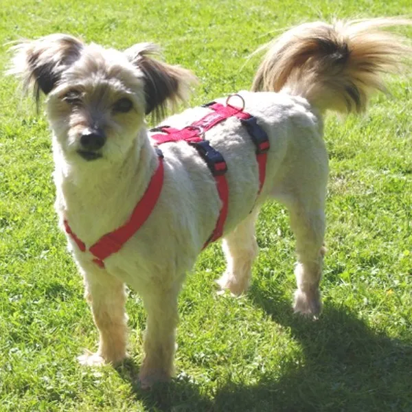 Vergleich verschiedener Größenoptionen eines Sicherheitsgeschirrs