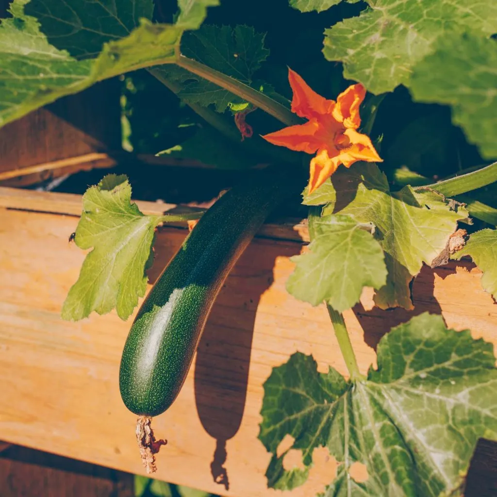 Verschiedene Kräuter und Gemüsepflanzen gedeihen prächtig im Hochbeet