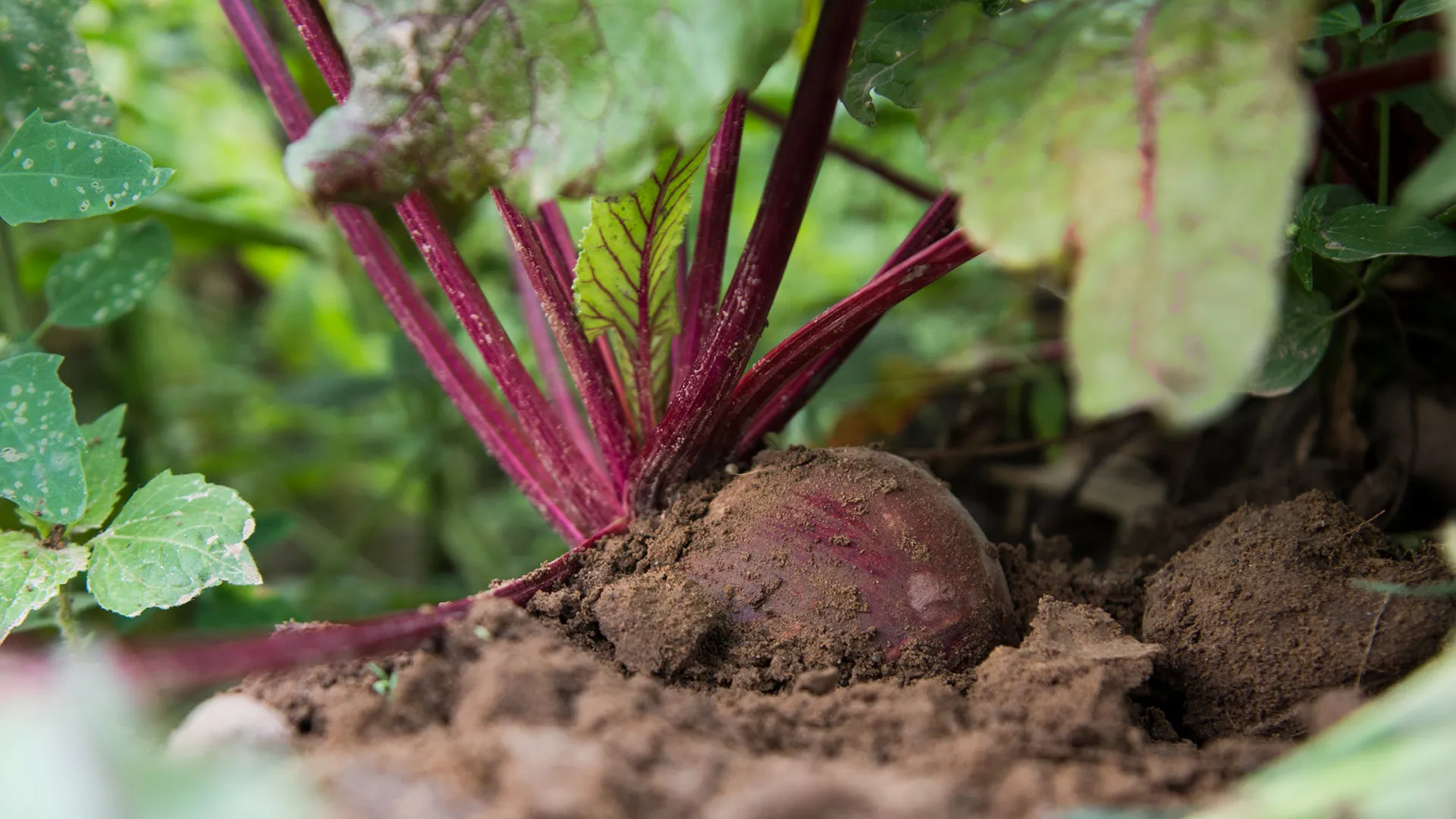 Vielfalt frischer Gemüsesäfte in Bio-Qualität mit gesunden Gemüsesorten wie Möhren und Rote Bete