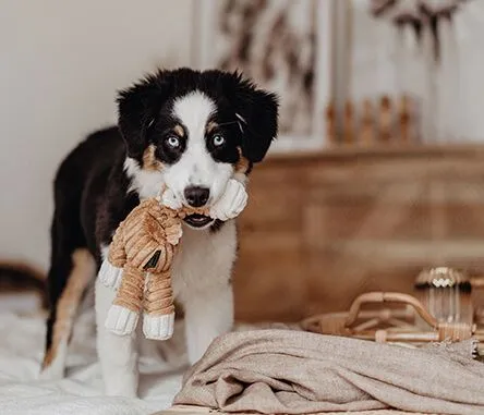 Vielfältiges Hundespielzeug für Spiel und Training