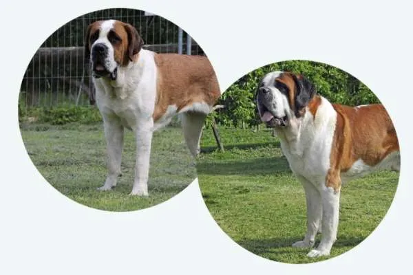 Vier Bernhardiner Welpen schauen aufmerksam in die Kamera.