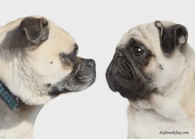 Visuelle Gegenüberstellung eines Retro Mops (links) mit längerer Schnauze und eines klassischen Mops (rechts) mit flacher Nase