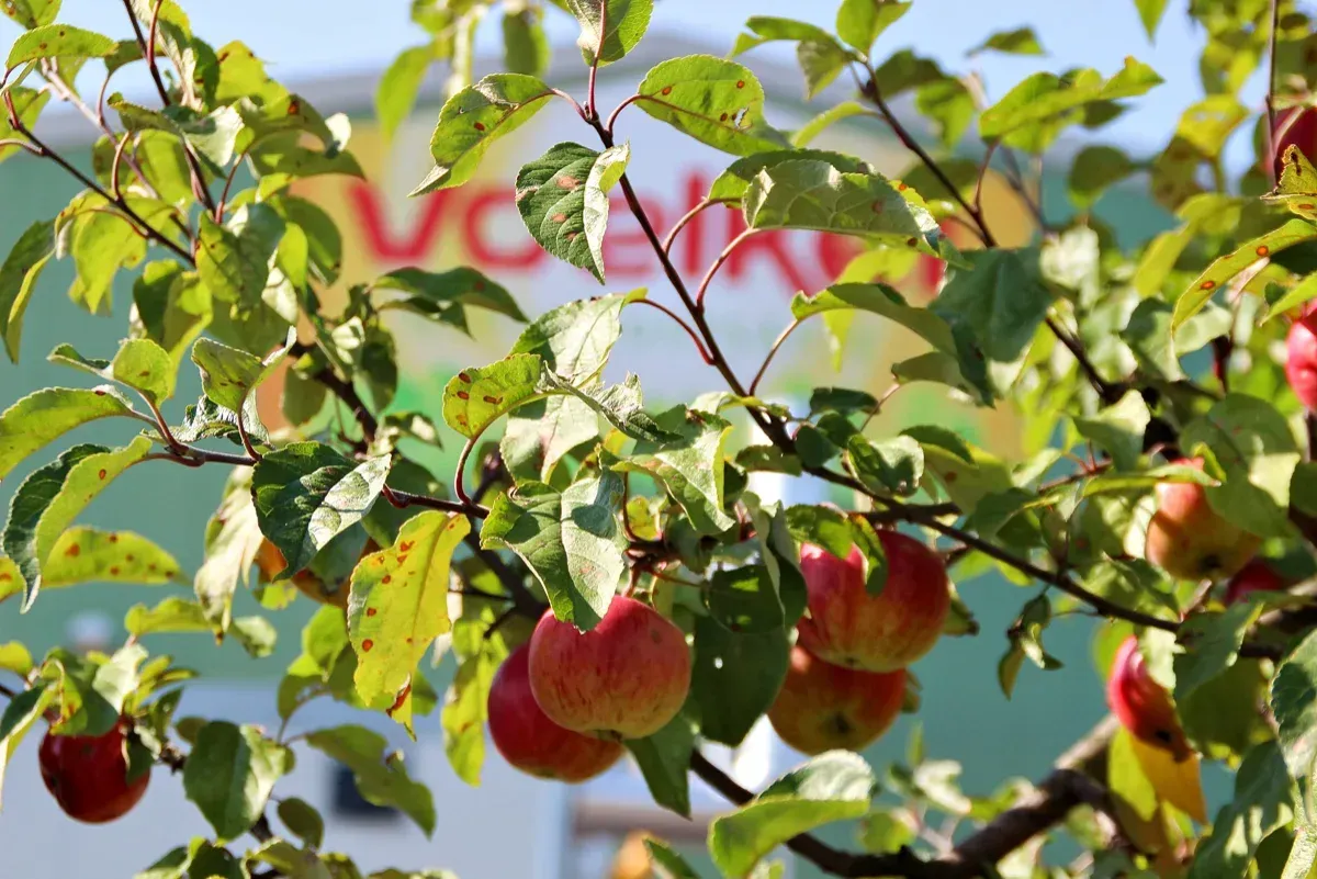 Voelkel Produktionshalle mit Äpfeln zur Saftherstellung