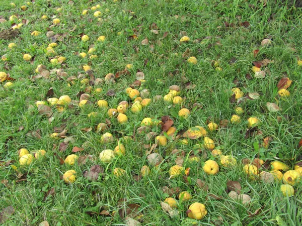 Vom Boden gesammelte Quitten, darunter auch angefaulte Exemplare, die dennoch wertvolle Kerne für unsere nachhaltige Verarbeitung enthalten.