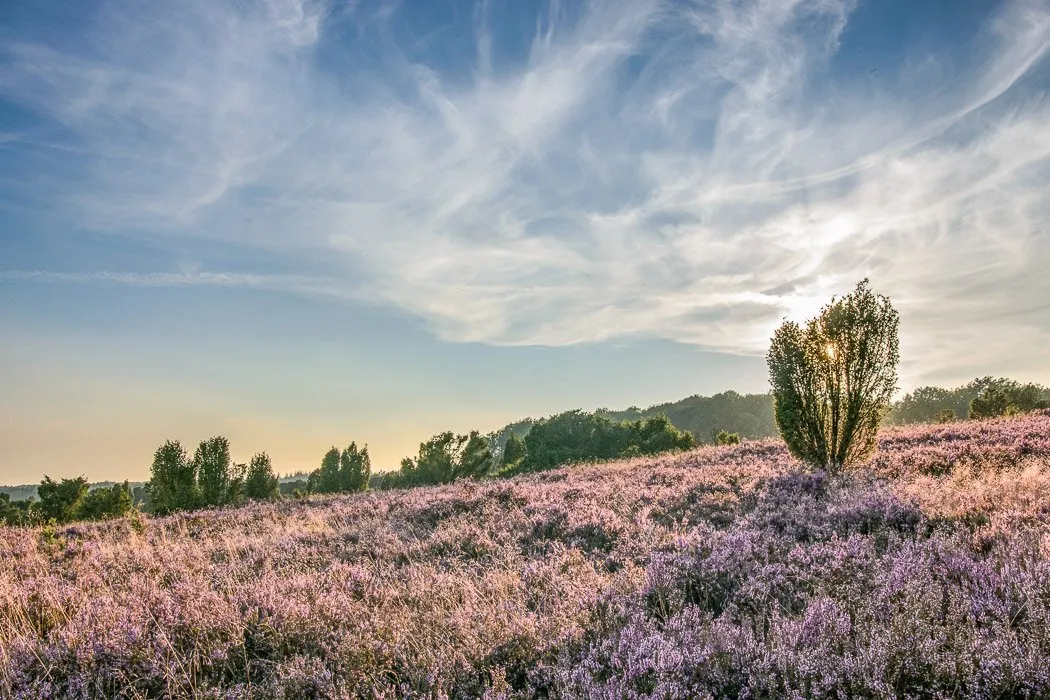 Wacholder im Abendlicht der Lüneburger Heide