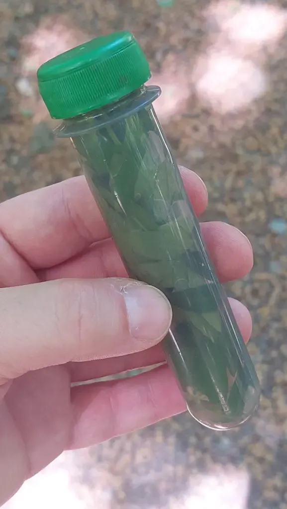 Waldmeisterkraut im Petling mit Wasser aufgefüllt