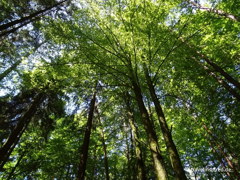 Wanderweg führt durch einen herrlichen Wald im Nürnberger Land