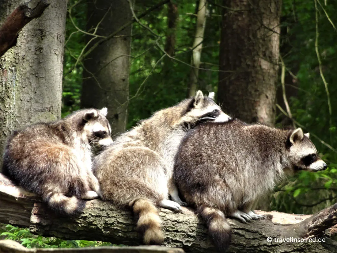 Waschbärgang im Wildpark Schwarze Berge