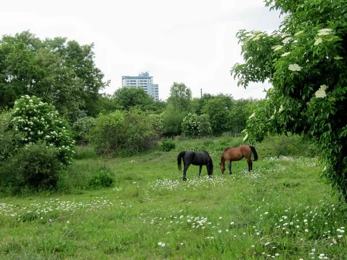 Weidelandschaft Lichterfelde