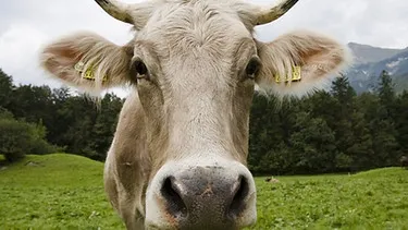 Weidende Kuh als Symbol für die Umweltauswirkungen der Nutztierhaltung und Methanemissionen