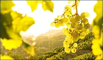 Wein- und Sektkeller