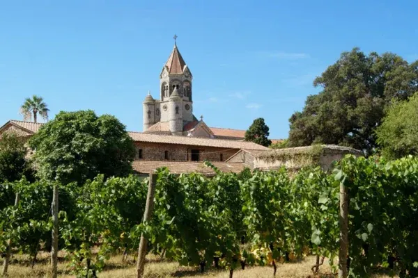 Weinberge auf der Île Saint-Honorat