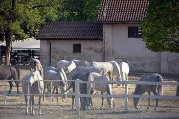Weiße Lipizzaner-Pferde auf einer Koppel in Lipica