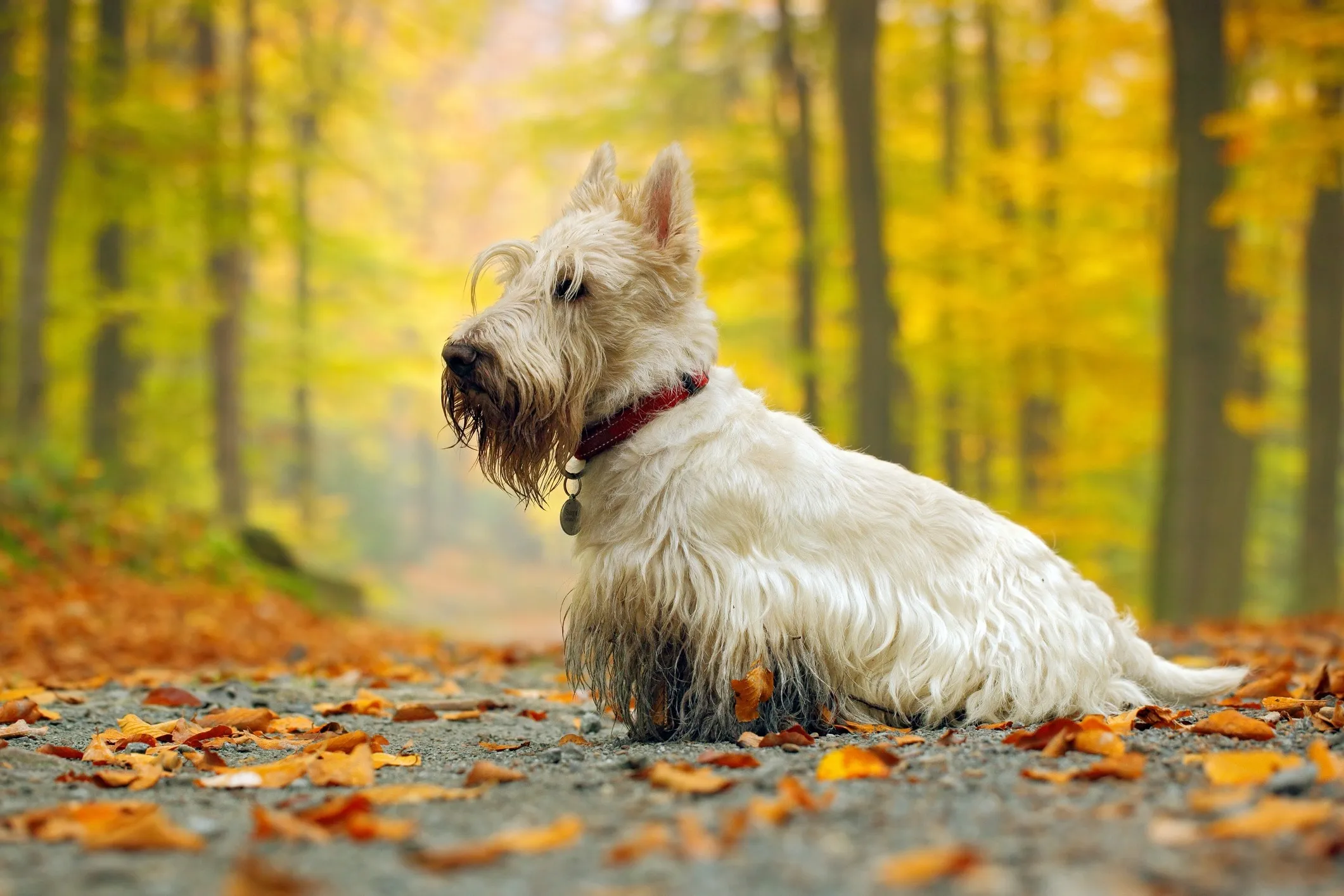 Weißer Scottish Terrier läuft auf einem schlammigen Wanderweg, symbolisiert die Robustheit der Rasse und ihre Freude an Bewegung.