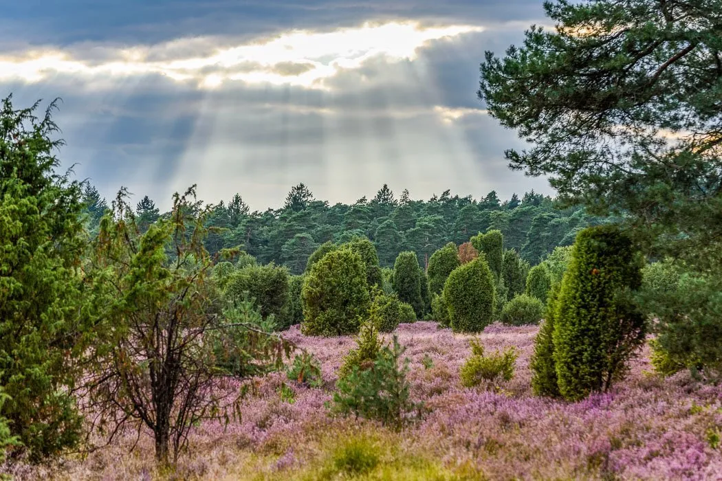 Weitblick auf blühende Heide
