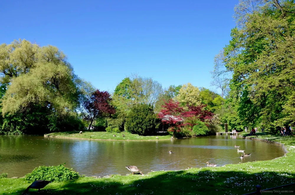 Weite Seenlandschaft mit rastenden Gänsen im Englischen Garten München, ein wertvolles Biotop für die Biodiversität in der Stadt