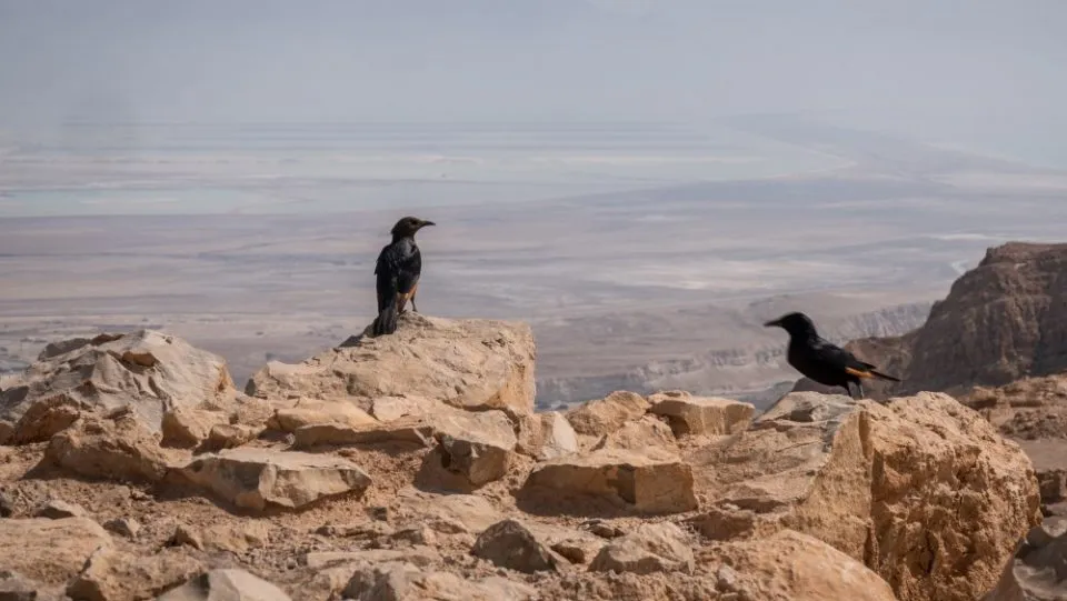 Weite Wüstenlandschaft mit Blick auf die Masada-Festung am Horizont.