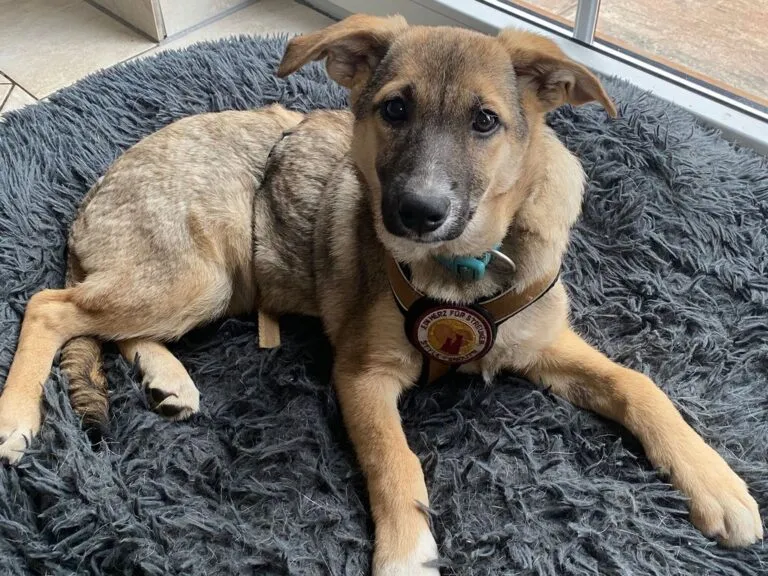 Welpe Conny, vermutlich Schäferhund-Mischling, in Kluse