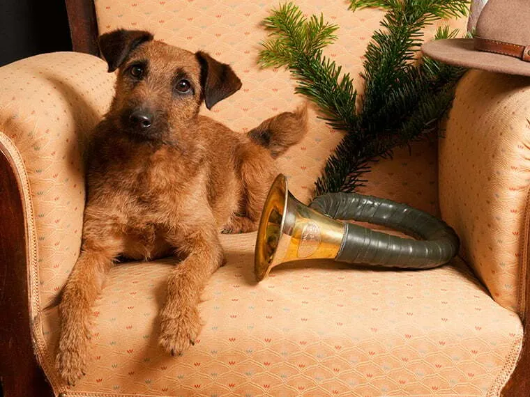 Westfalenterrier mit seinem aufmerksamen Blick, bereit für die Jagd