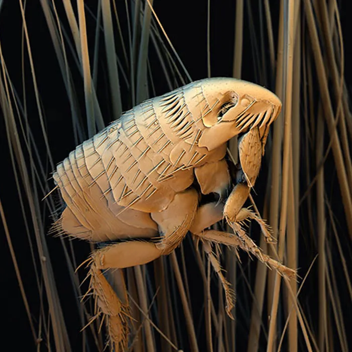 Wie alle Flöhe ist der Katzenfloh ein flügelloses Insekt mit drei Beinpaaren.