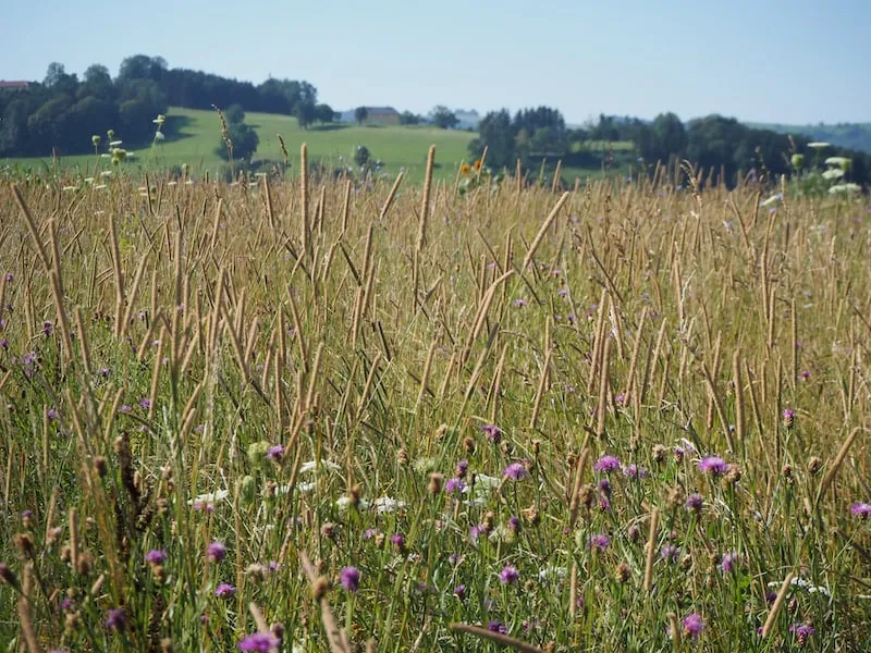 … Wiese und Weite des Mostviertels bei Seitenstetten …