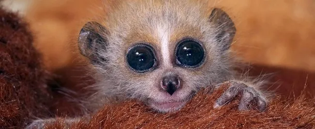 Wiesel in freier Natur