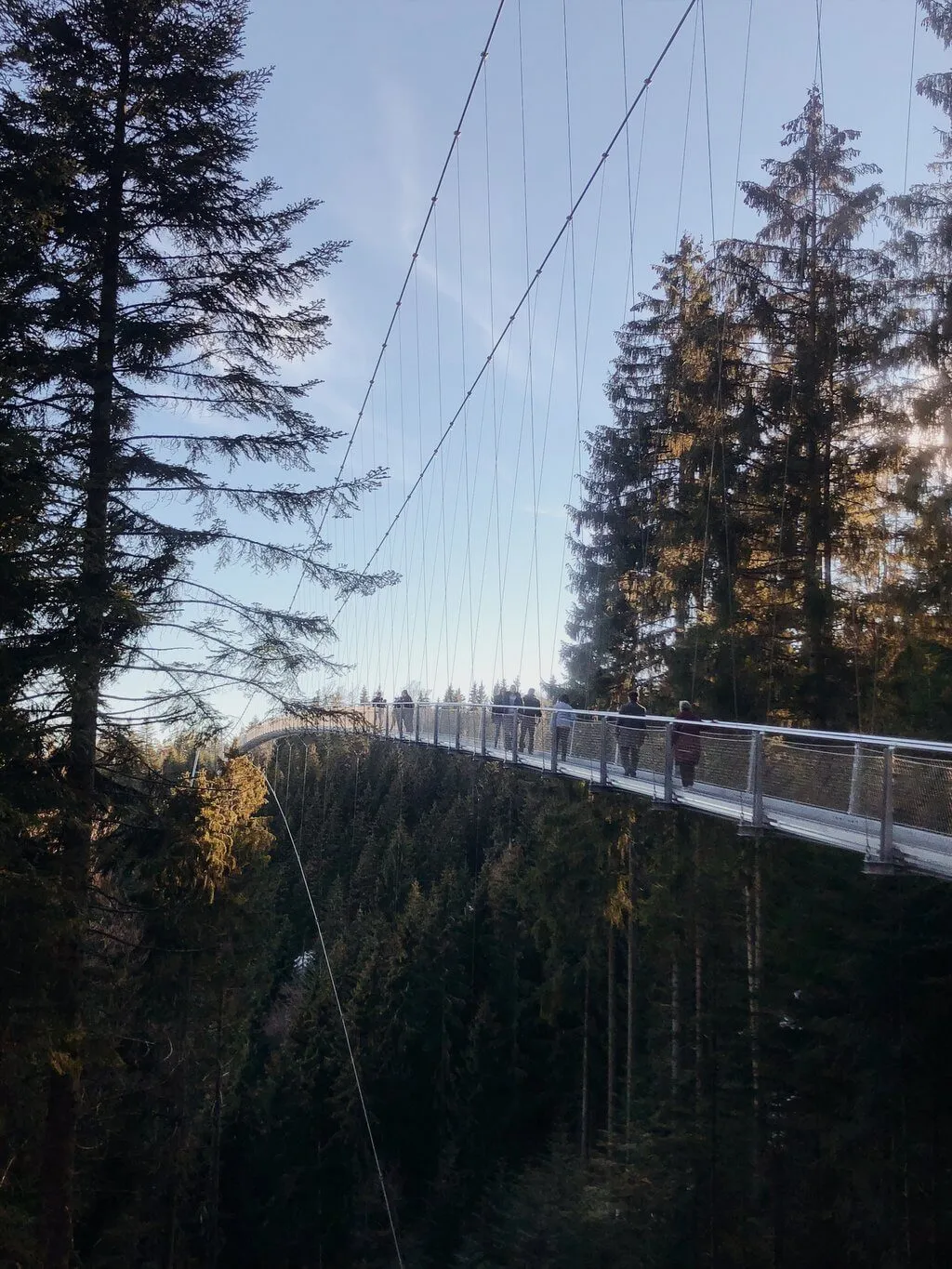 Wildline Hängebrücke im Schwarzwald, die sich über die Baumwipfel spannt