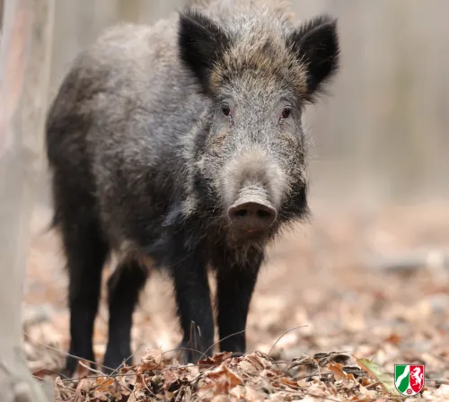 Wildschwein im herbstlichen Wald, stehend auf Laubboden mit kahlen Bäumen im Hintergrund.