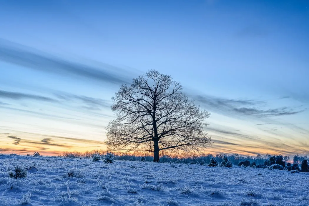 Winterlandschaft in der Lüneburger Heide