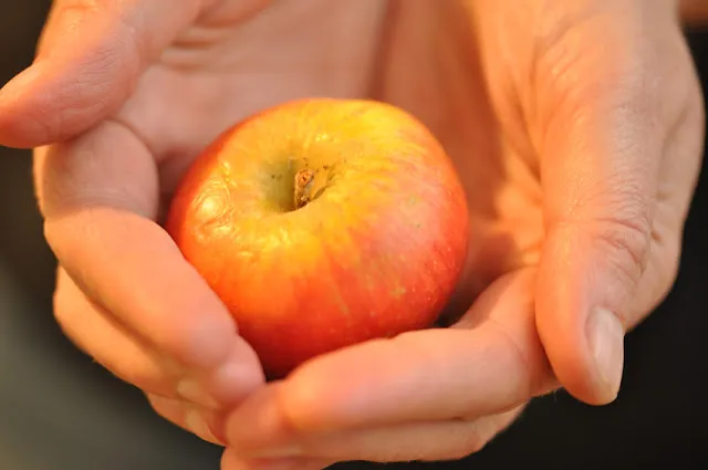 Winzige Äpfel, die auf einem Baum hängen, symbolisieren die Herausforderung der Apfelernte in diesem Jahr. Der Fokus liegt auf der Notwendigkeit, Äpfel für den Apfelkuchen auf dem Markt zu kaufen.