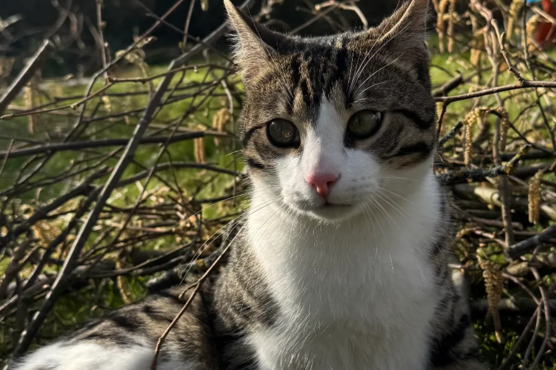Wizzi, eine Bengal-Mix Katze, vermisst in Jülich