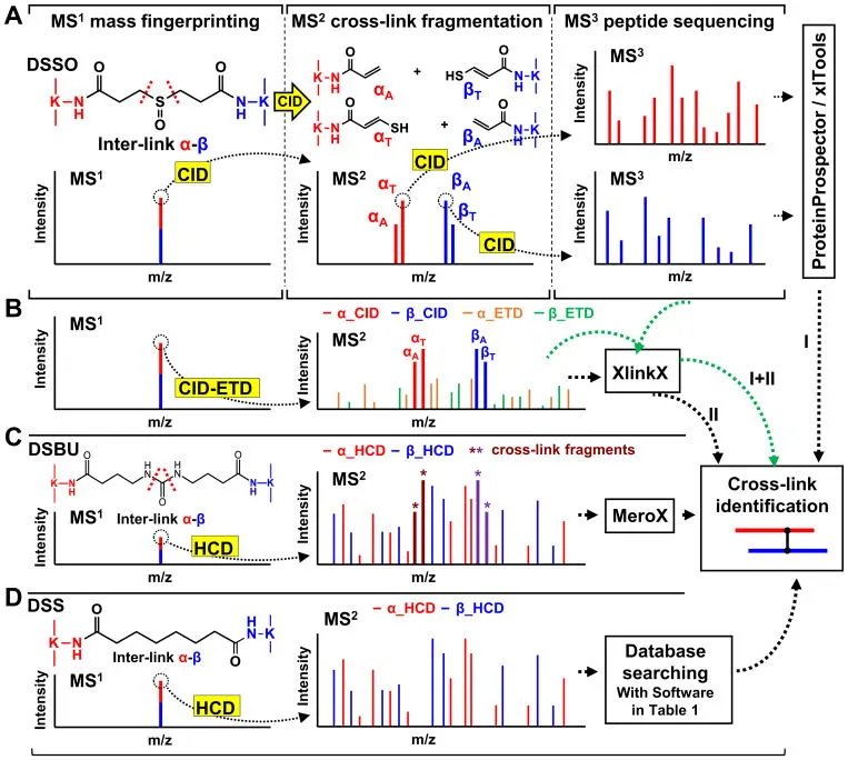 Workflows für die MS-Analyse von MS-spaltbaren (A–C) und nicht spaltbaren vernetzten Peptiden (D).