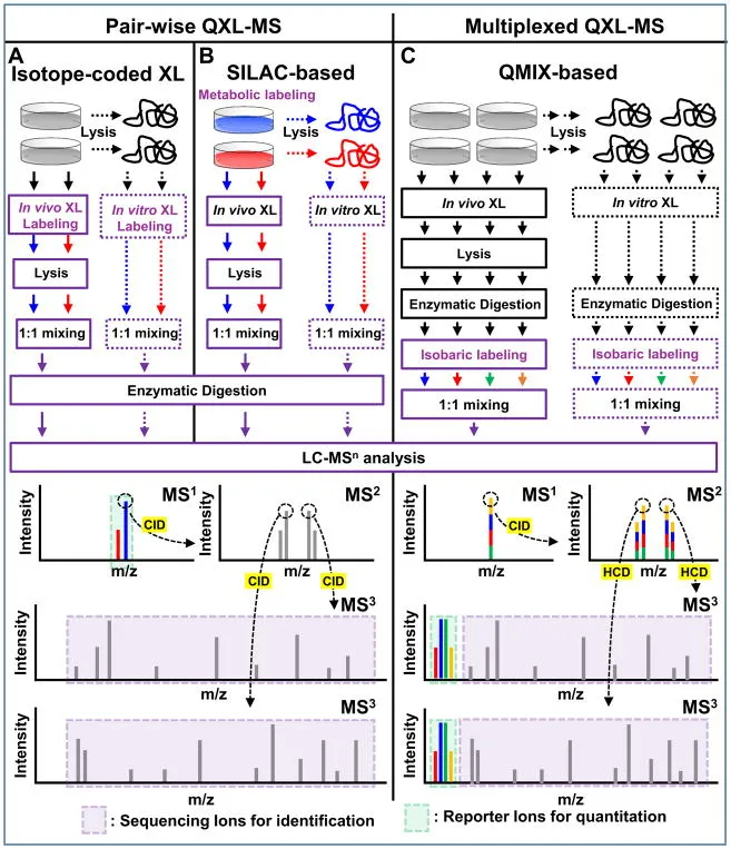Workflows für proteomweite in vitro und in vivo QXL-MS-Experimente unter Verwendung MS-spaltbarer Vernetzer und MSn-basierter Akquisition.