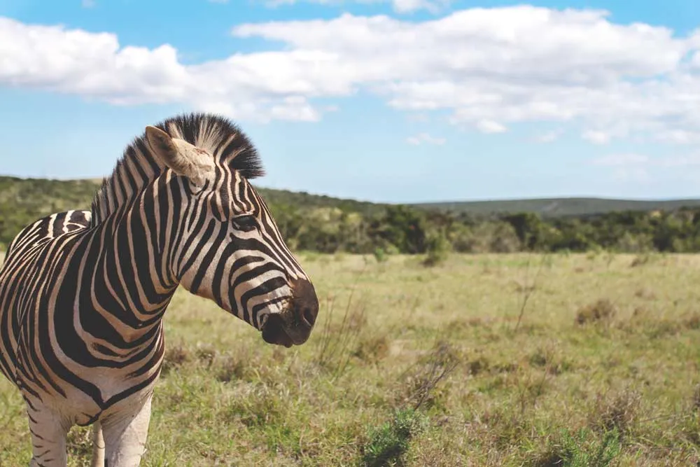 Zebras in freier Wildbahn im Addo Elephant Nationalpark, ein unvergessliches Safari-Erlebnis nahe der Garden Route