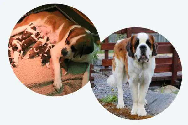 Zehn Bernhardiner Welpen kuscheln sich in einem Haufen zusammen.