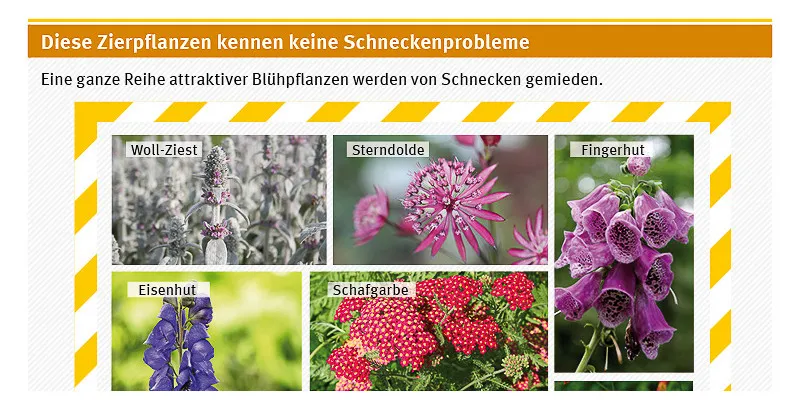 Zierpflanzen gegen Schneckenprobleme