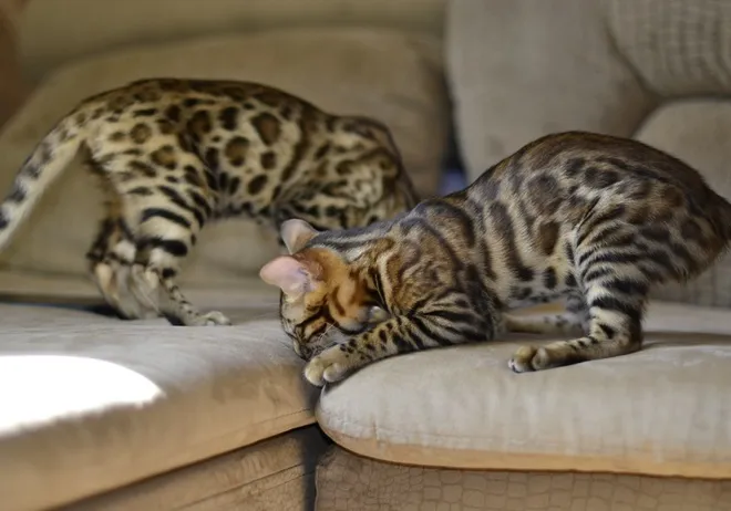 Zwei aktive Bengal Katzen mit ihrem exotischen, gefleckten Fellmuster, die auf einem Sofa miteinander spielen und ihre energiegeladene und süße Natur präsentieren.