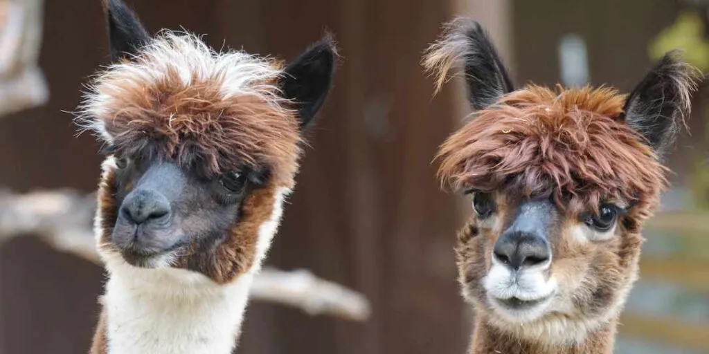 Zwei Alpakas auf einer Weide, die ihren sozialen Bedürfnissen als Herden- und Distanztiere gerecht wird.