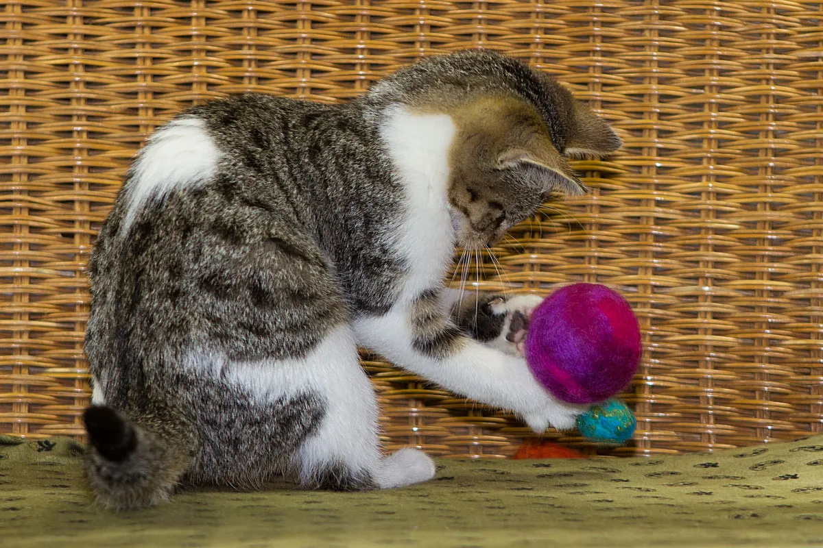 Zwei aufgeweckte 12 Wochen alte Kitten spielen ausgelassen miteinander, ein Zeichen ihrer Neugier und Energie.