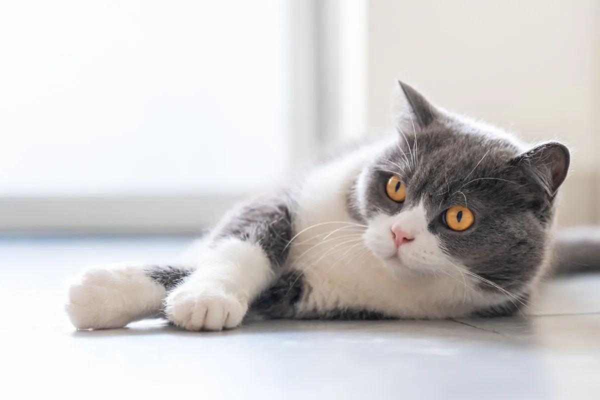 Zwei Britisch Kurzhaar Katzen in Weiß und Grau liegen entspannt nebeneinander, die graue Katze blickt schräg in die Kamera.