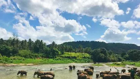 Zwei Elefanten baden in einem Fluss in Sri Lanka, umgeben von dichter tropischer Vegetation.