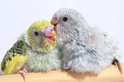 Zwei farbenprächtige Papageien sitzen auf einem Ast – Symbol für die Vielfalt der Papageien als Haustiere.