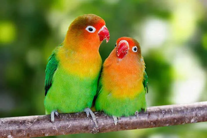 Zwei farbenprächtige Pfirsichköpfchen, eng beieinander sitzend