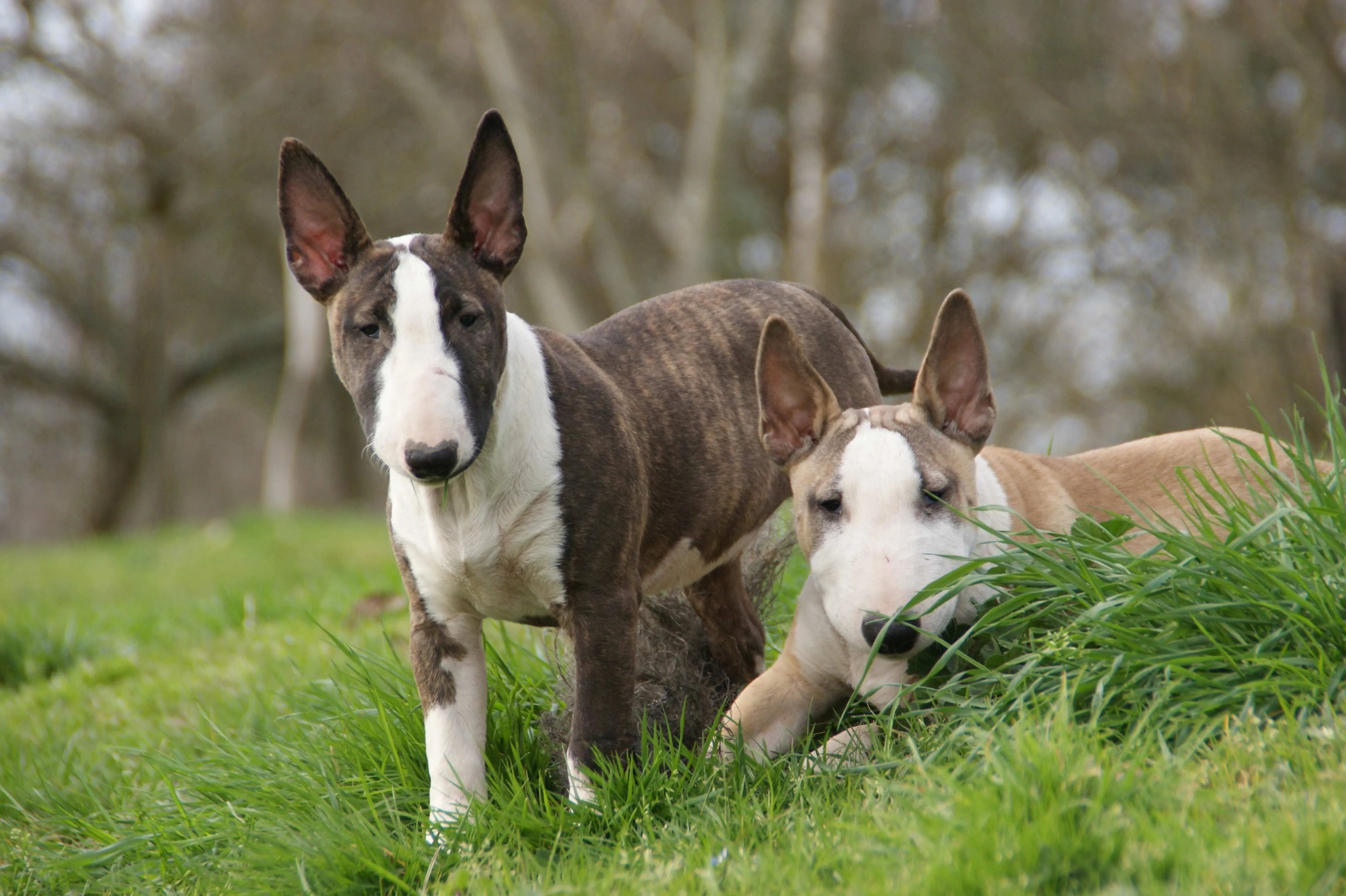 Zwei gestromte und weiße Miniature Bull Terrier im Freien