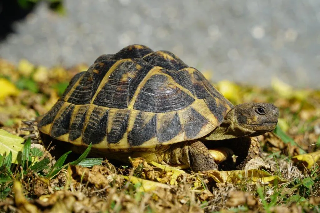 Zwei Griechische Landschildkröten, eine klettert über einen Stein