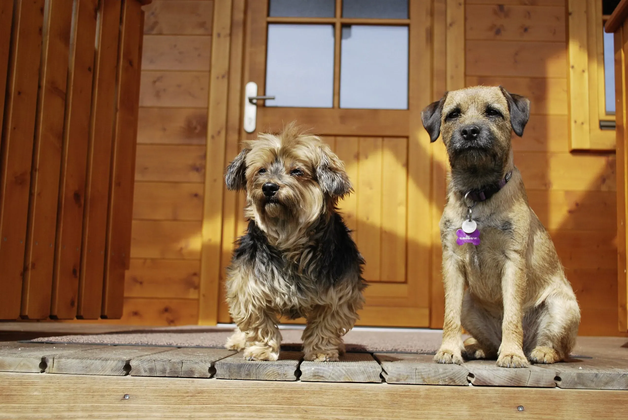 Zwei Hunde sitzen entspannt vor einem Ferienhaus im Chaletdorf ZellerSee, das einen unkomplizierten Urlaub mit Hund in Maishofen ermöglicht.