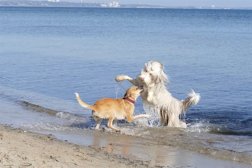 Zwei Hunde spielen am Ostseestrand im Wasser