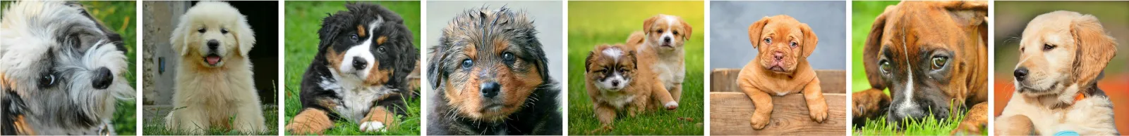 Zwei Hunde spielen glücklich im Freien, symbolisieren die beste Freundschaft zwischen Mensch und Tier