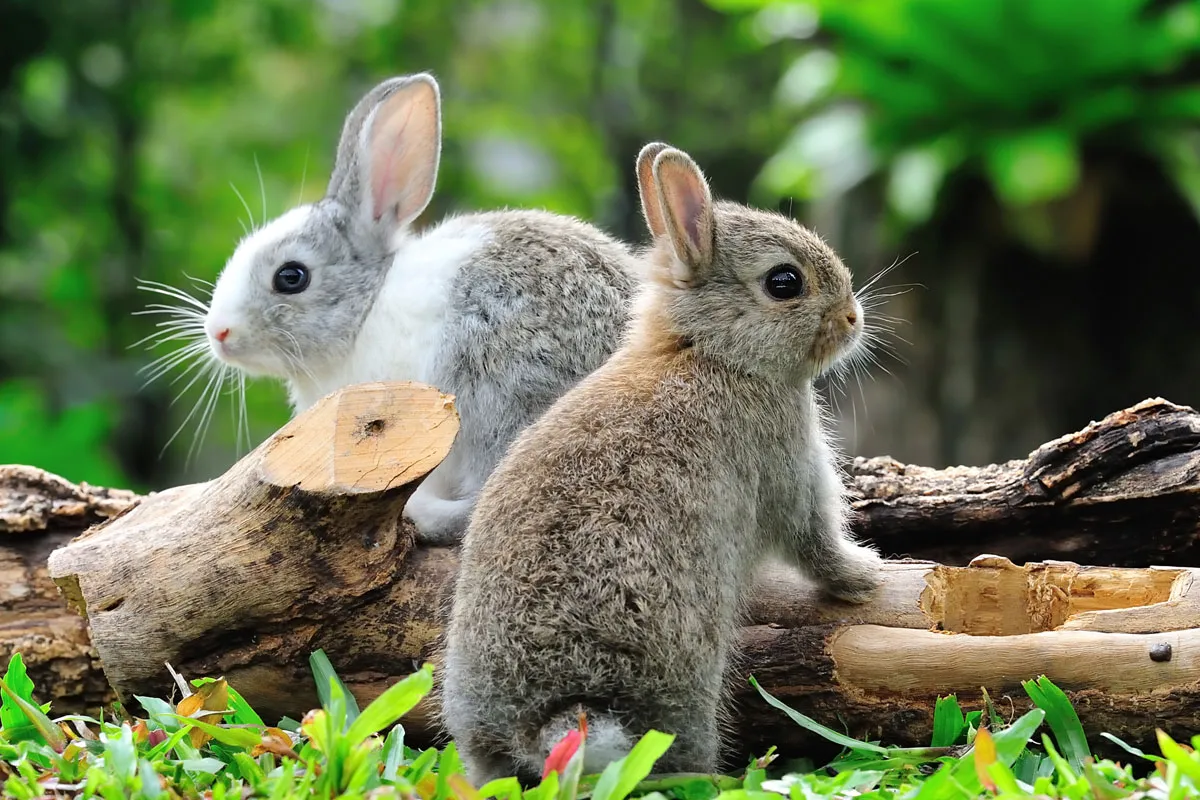 Zwei Kaninchen schmiegen sich aneinander, um ihre sozialen Bedürfnisse zu verdeutlichen