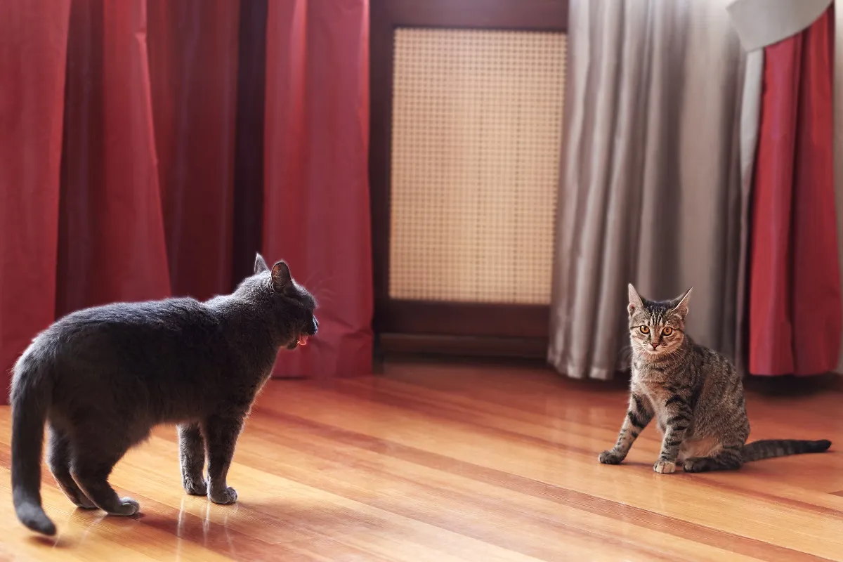 Zwei Katzen spielen gemeinsam.